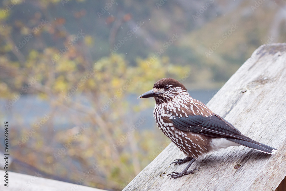 The spotted nutcracker, Eurasian nutcracker The spotted nutcracker, Eurasian nutcracker