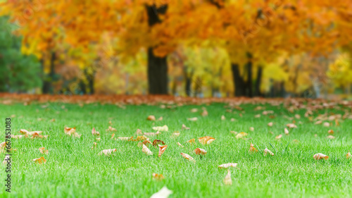 Autumn season, green lawn with fallen leaves.