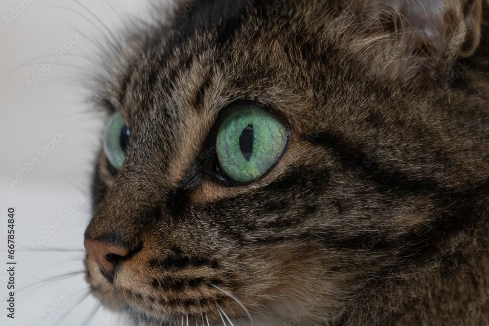 Face shot horizontal photo, cat, female, long dark hair, with green eyes. Concept animals, company.