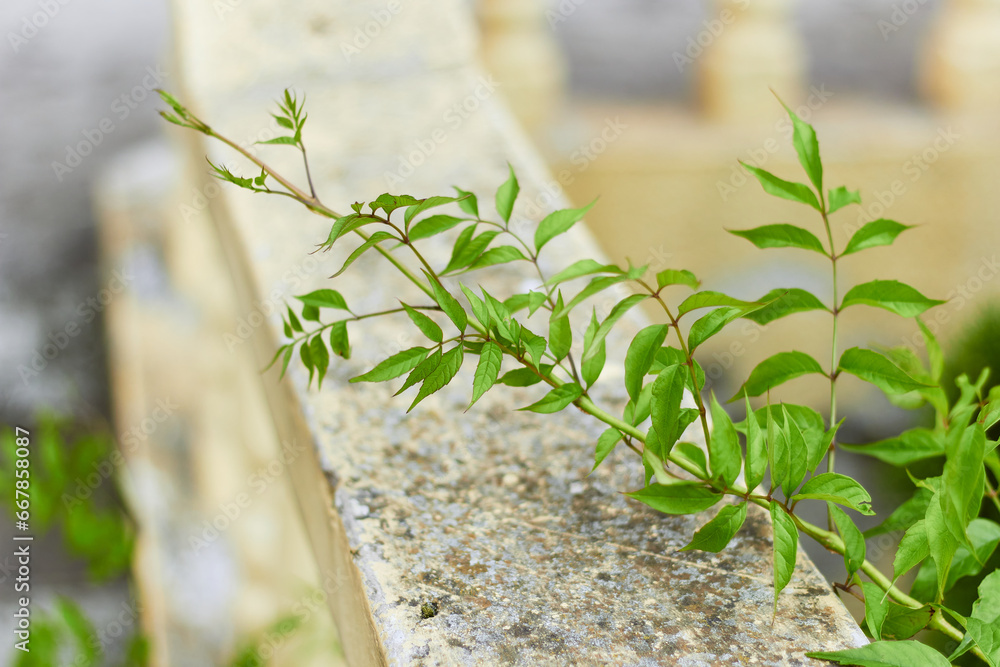 Obraz premium Ampelopsis grossedentata with green leaves