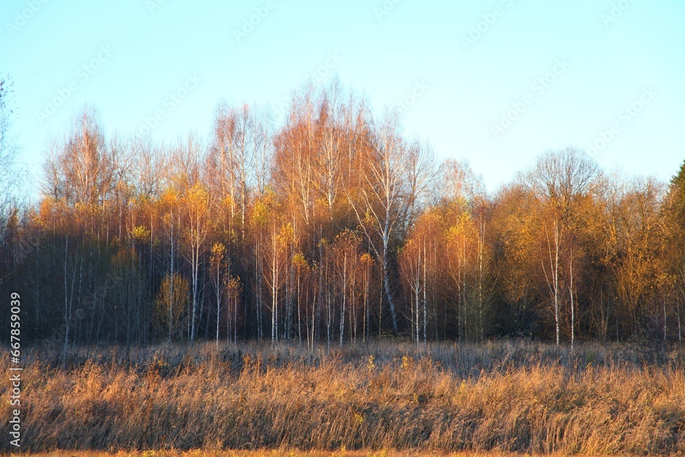 Autumn landscape orange birch grove with almost no leaves at sunset Autumn landscape orange birch grove with almost no leaves at sunset
