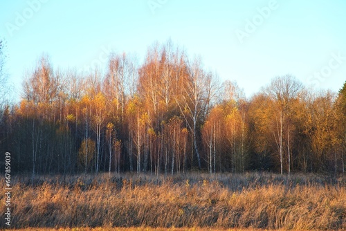 Autumn landscape orange birch grove with almost no leaves at sunset