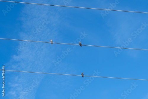 Symbolfoto zum Thema Ausgrenzung, Vögel auf einer Stromleitung