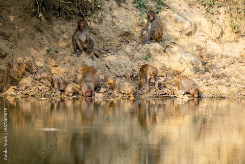 thirsty monkey, monkey drinking water, satchori National park, sylhet banglades photo