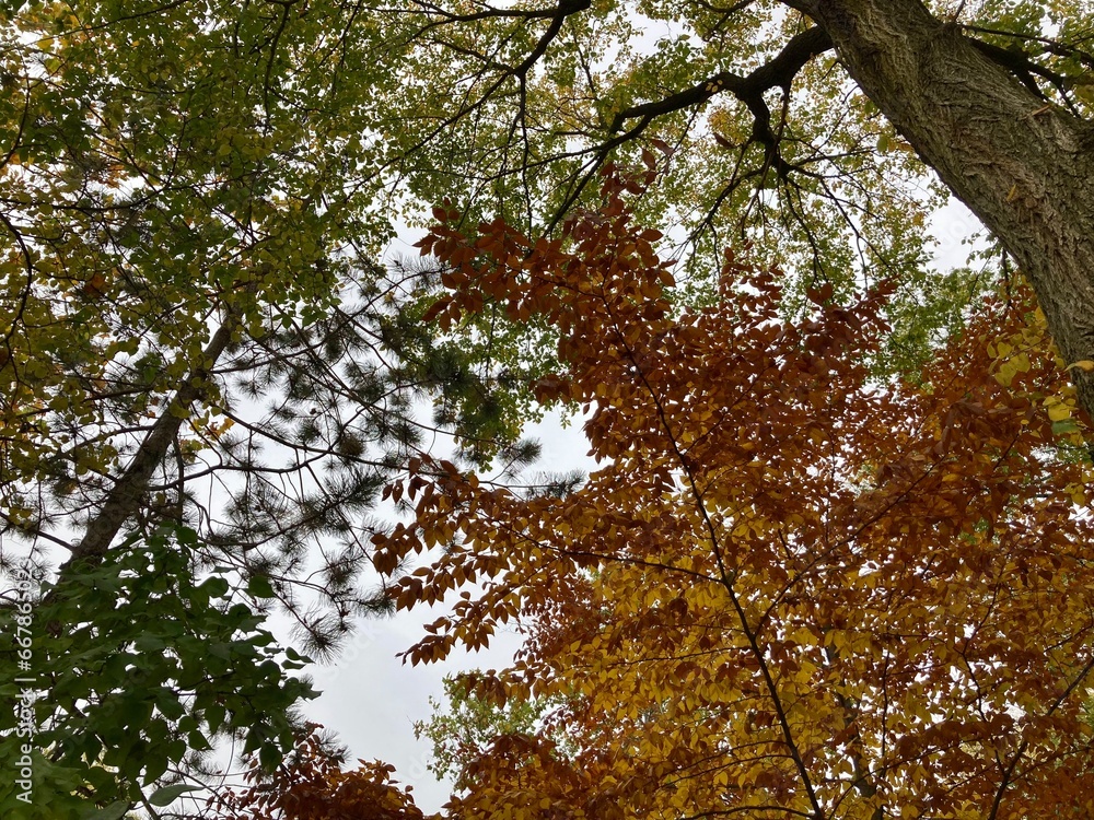 Fototapeta premium tree in autumn