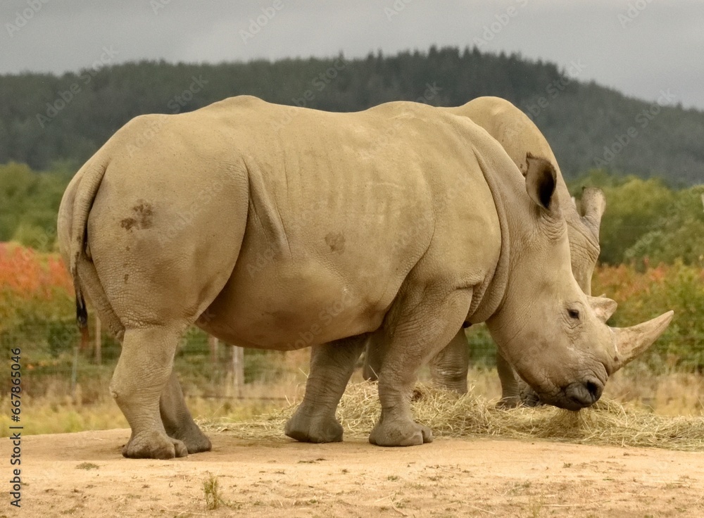 Obraz premium Rhinocéros blancs