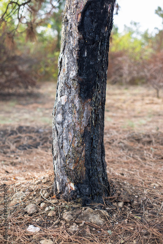 a consequence of a forest fire. a black trunks of burnt pine trees with drops of resin