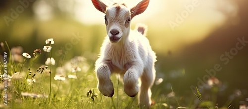 Playful young goat frolicking on a sunny farm photo