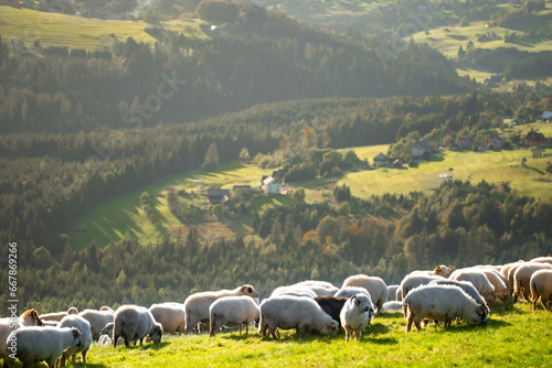 stado owiec na górskiej hali w górach Beskidach