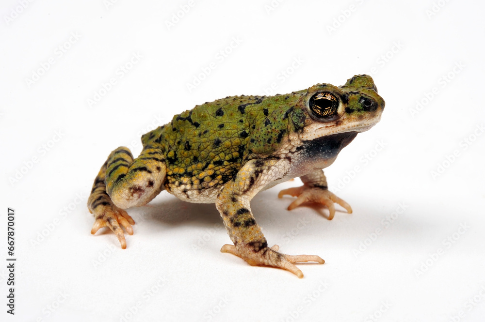 Fototapeta premium North American green toad // Grüne Zwergkröte (Anaxyrus debilis / Bufo debilis)