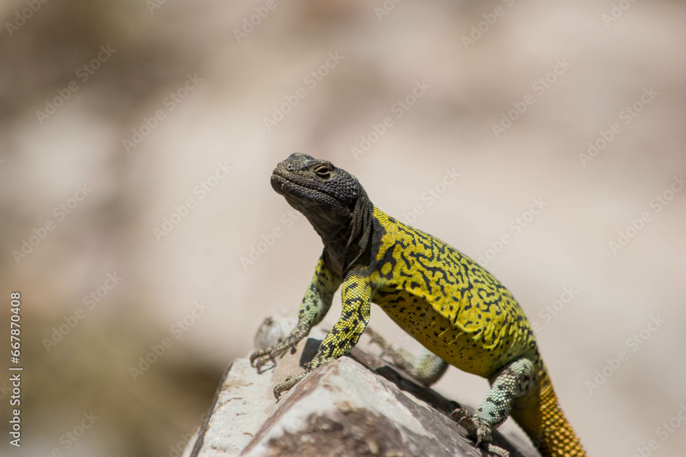 Lagarto parado sobre una piedra, Lagarto Verdugo, Lagarto de rocas, Phymaturus verdugo. Lagarto parado sobre una piedra, Lagarto Verdugo, Lagarto de rocas, Phymaturus verdugo.