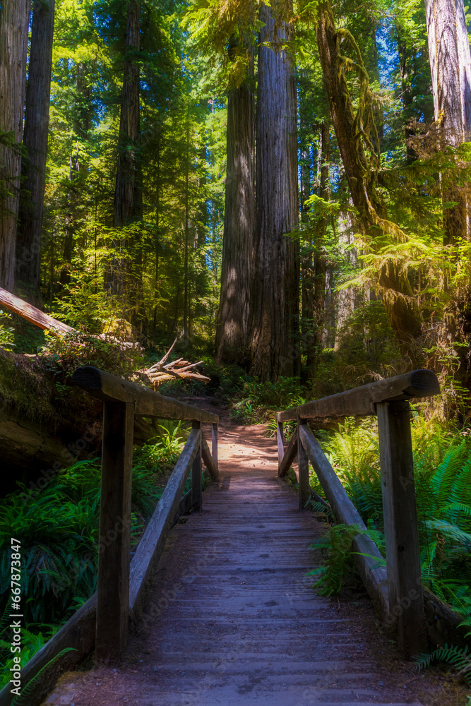 hiking trails along the towering redwood trees in the Redwood Forest national park and State Parks in Northern California. hiking trails along the towering redwood trees in the Redwood Forest national park and State Parks in Northern California.