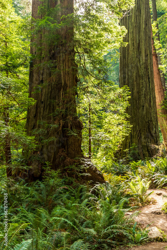 towering massive redwood trees in Redwood National Park and state parks in northern California .