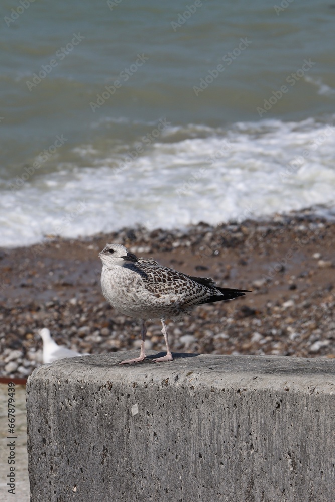 Obraz premium seagull on the beach