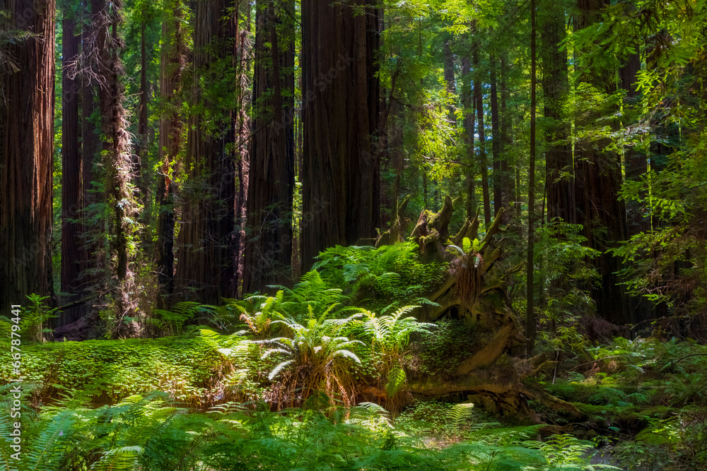 Obraz premium massive and towering redwood trees in the Avenue of the Giants in northern California