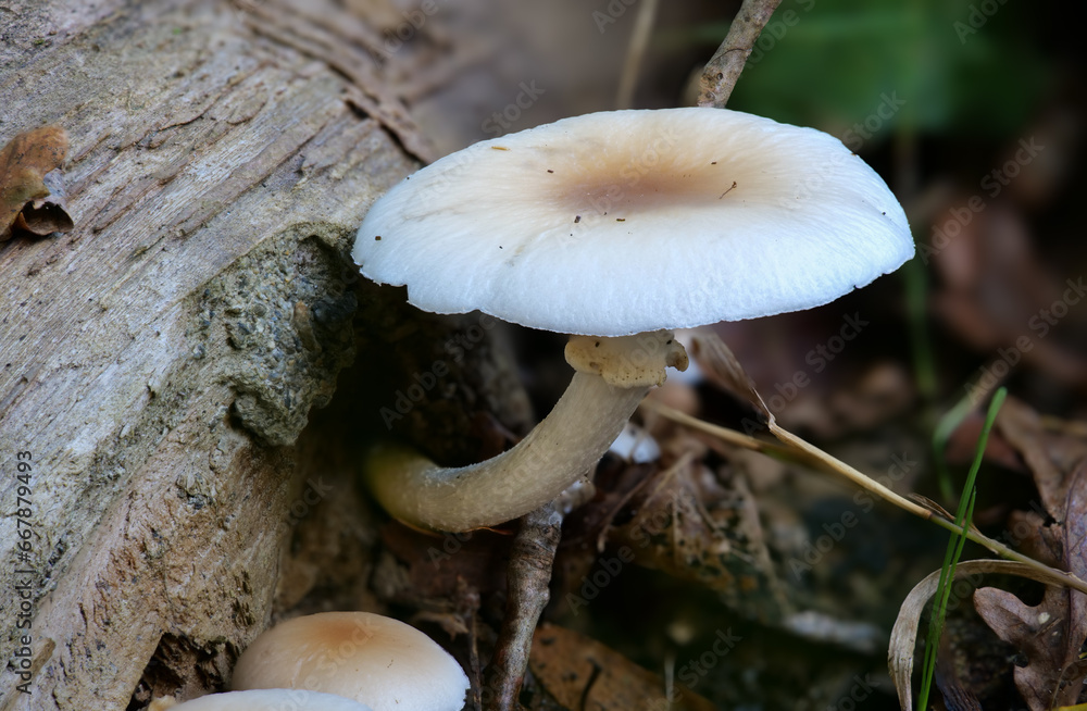 Ackerling (AGROCYBE RIVULOSA) Ackerling (AGROCYBE RIVULOSA)