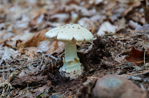 Konstfotografi Gelber Knollenblätterpilz (AMANITA CITRINA)