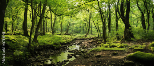 A vibrant green forest, highlighting efforts to conserve and protect its natural beauty.