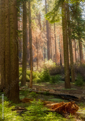 massive and towering sequoia trees in Sequoia and Kings Canyon National park in California.
