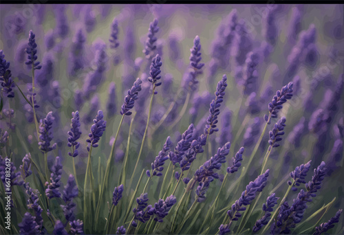 lavender flowers in the lavender fields lavender flowers on the field lavender flowers in the lavender field