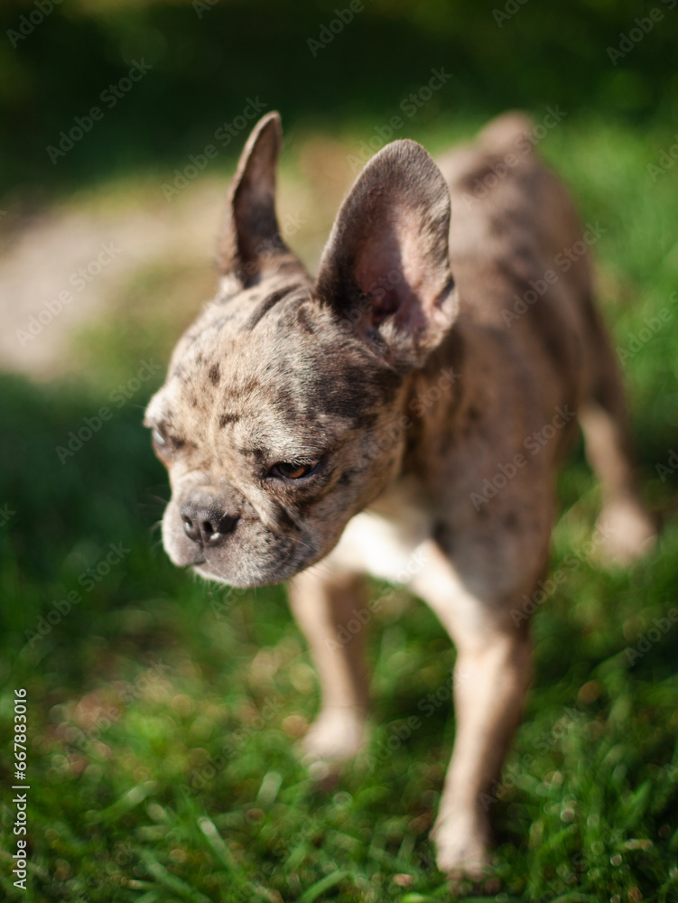 Funny gray-colored French bulldog puppy looking straight with a serious view. A dog in a park