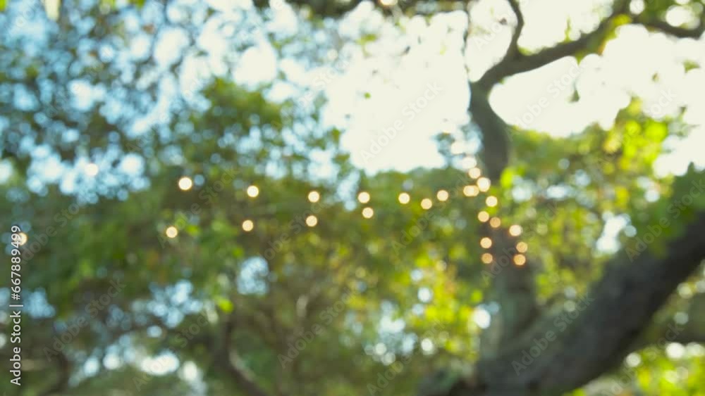blurred background image with trees with lights attached blurred background image with trees with lights attached