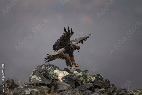 Golden eagle in Rhodope mountains. Eagle on the top of Bulgaria mountains. Ornithology during winter time. 