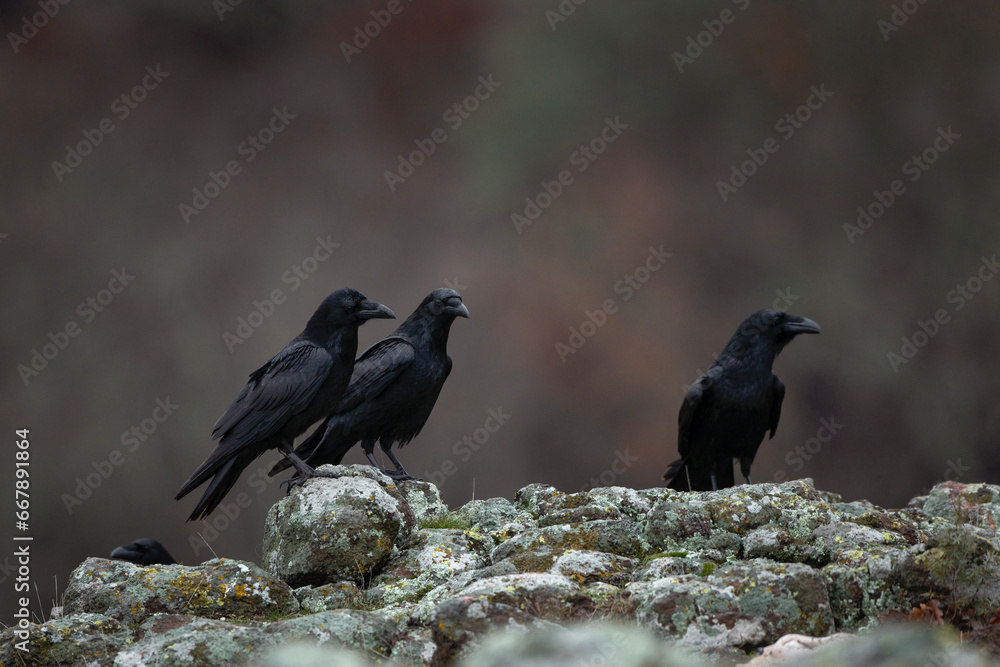 Obraz premium Common raven in Rhodope mountains. Flock of raven on the rock. Ornithology in Bulgaria mountains. Black birds in europe nature. 