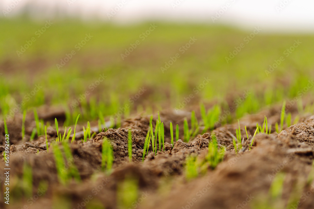 A group of green sprouts growing from the soil. Close-up of sprouts sprouting from the ground. Young plants growing in a farmer's field. Agriculture concept. A group of green sprouts growing from the soil. Close-up of sprouts sprouting from the ground. Young plants growing in a farmer's field. Agriculture concept.