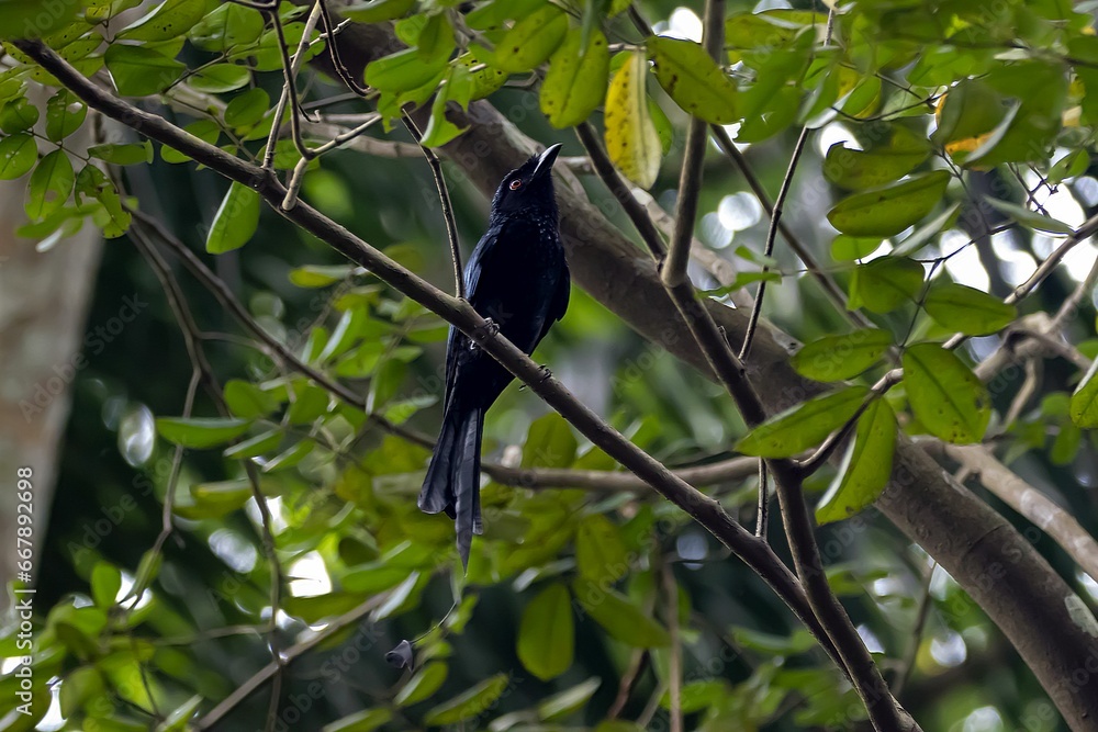 Greater racket tailed drongo, Dicrurus paradiseus, in a rainforest tree