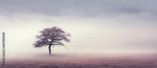 Tree battling the wind in the fog