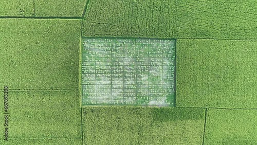 Aerial view of Agriculture field. Green paddy/ rice field in Bangladesh. 4k high quality photo