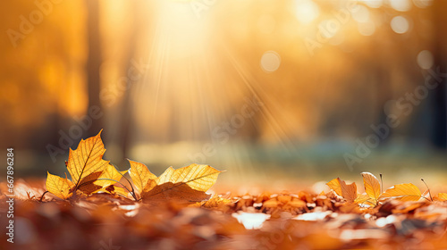 Sunlit Autumn Leaves on Ground  Close-Up of Warm Oranges and Browns