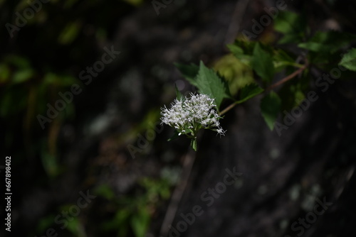 Boneset (Eupatorium makinoi) flowers. Asteraceae perennial plants. White cylindrical small flowers bloom in clusters from August to October. photo