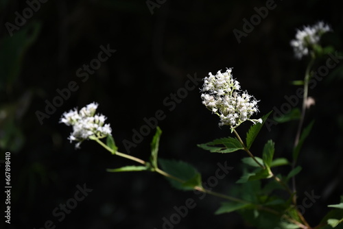 Boneset (Eupatorium makinoi) flowers. Asteraceae perennial plants. White cylindrical small flowers bloom in clusters from August to October.