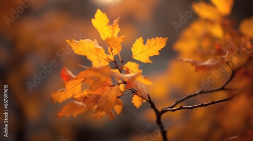 Close up of autumn leaves on blurred background. Beautiful nature scene. © kanpisut