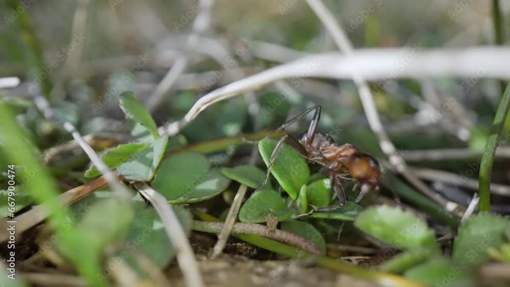 Moving front macro of running ant Moving front macro of running ant