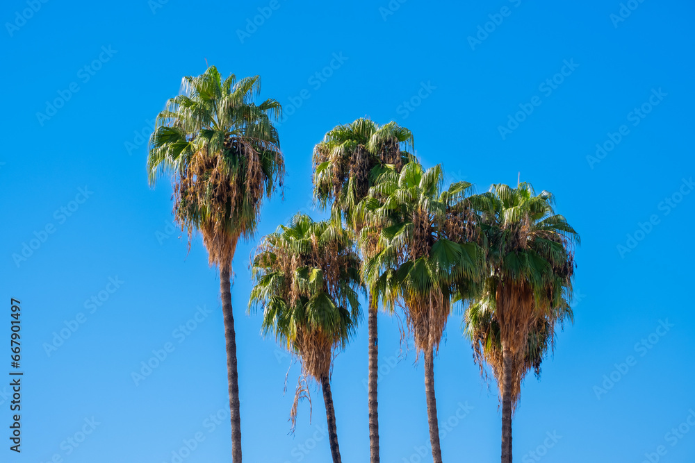 Obraz premium palm trees. blue sky background.