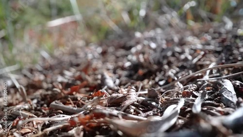 Ants on the anthill in slow motion photo