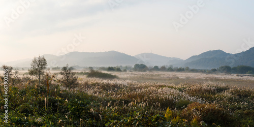 Bilde på lerret 물 안개가 피어오르는 나주 영산강 죽산보 부근의 억새밭