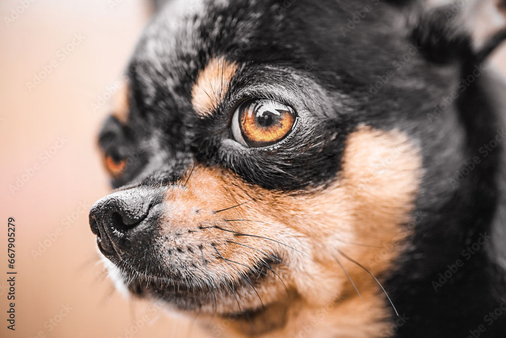 Close-up portrait of a tricolor chihuahua. Dog of mini breed. Pet, animal.