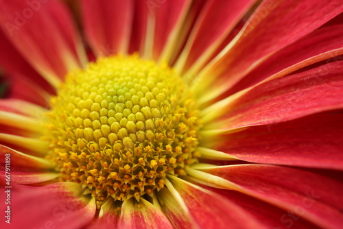 Macro closeup of the center of a garden mum