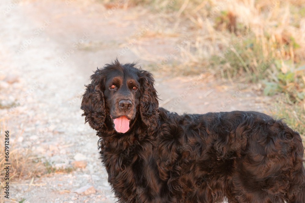 Un chien noir de race cocker spaniel dans un parc à Barcelone Un chien noir de race cocker spaniel dans un parc à Barcelone