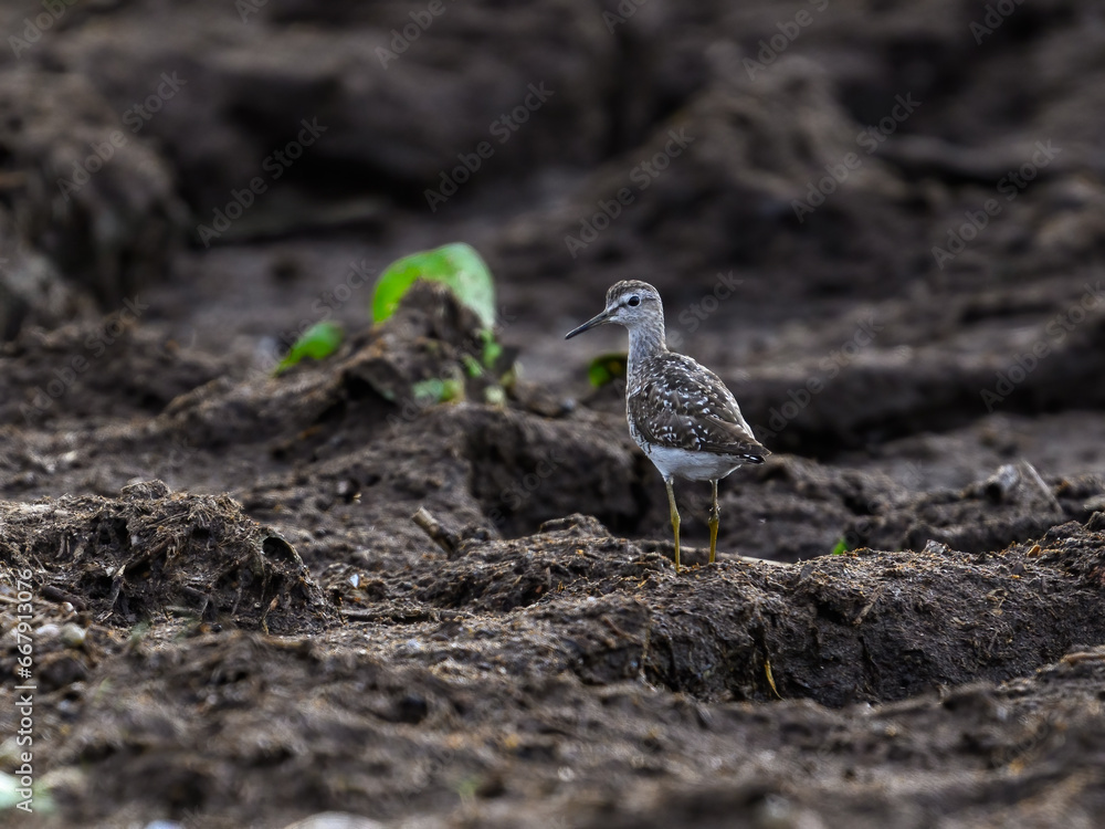 Wood sandpiper foraging on lake Victoria shore Wood sandpiper foraging on lake Victoria shore