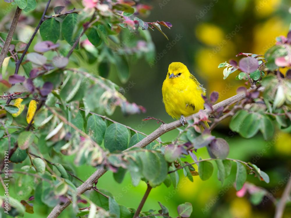 Slender-billed Weaver sitting on tree branch Slender-billed Weaver sitting on tree branch