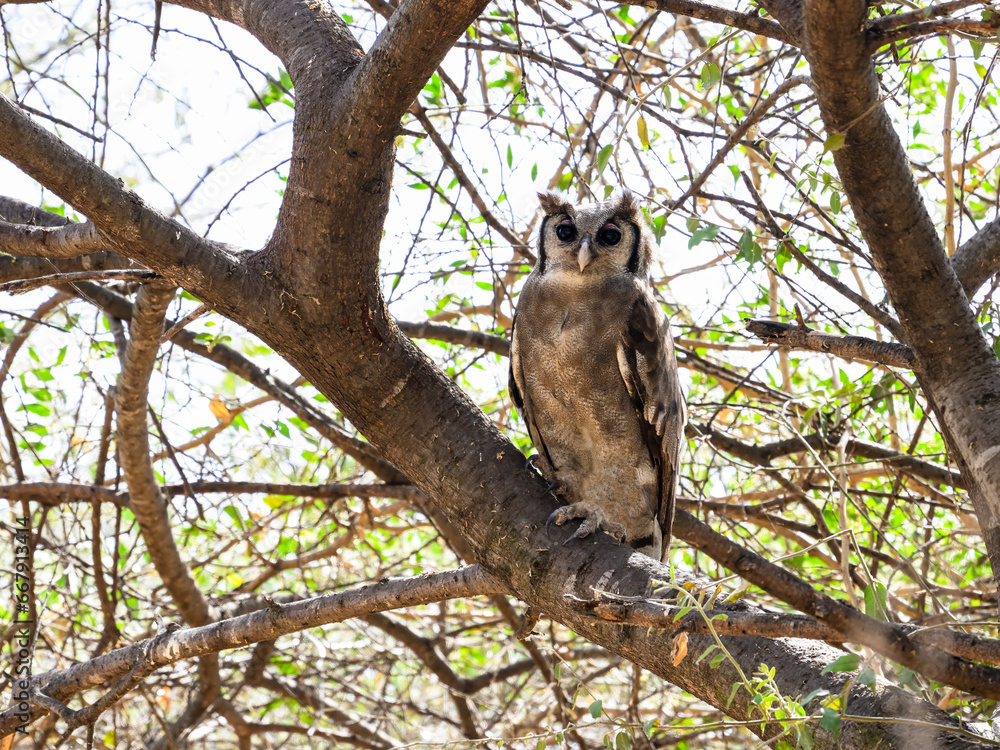 Verreaux`s Eagle Owl, portrait of beautiful large owl from African forests ,lake Victoria, Tanzania Verreaux`s Eagle Owl, portrait of beautiful large owl from African forests ,lake Victoria, Tanzania