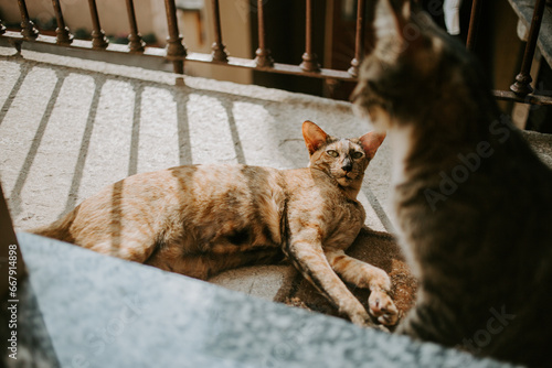Fototapeta Naklejka Na Ścianę i Meble -  two cats on the balcony