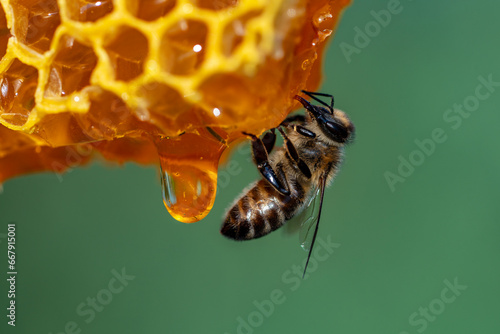 Working bees on honeycomb, closeup. Colony of bees in apiary. Beekeeping in countryside. Macro shot with in a hive in a honeycomb