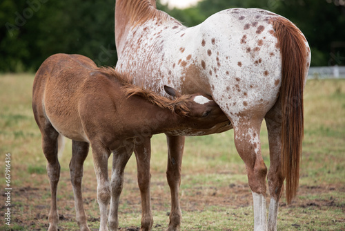 horse and foal