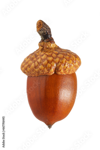 tree seeds, ripe oak acorn with a cap, isolated on a white background
